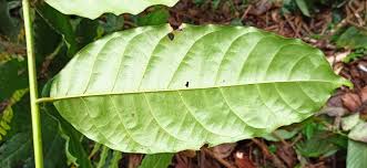 Image result for Khaya grandifoliola