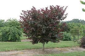 Announcing 16 new additions to our tree lineup! Cercis Merlot Even If You Don T Drink You Will Want To Plant One Pith Vigor By Rochelle Greayer Redbud Tree Shrubs Spring Flowering Trees