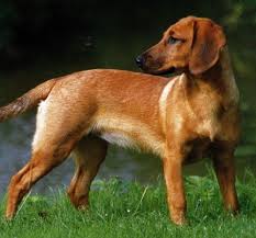 Tyrolean Hound Tiroler Bracke Dogs Puppy Sabueso