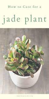 How To Care For A Jade Plant Natalie Linda Jade Plants Jade Plant Care Plants