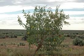 Image result for Nicotiana glauca