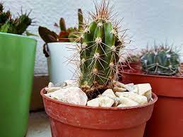 Pests can also cause cacti to turn yellow. Cactus Yellowing Issues Fix What To Do If Your Cactus Turns Yellow