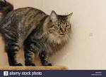 Top 20 Long Haired Cat Breeds - Cat Breeds, Cat Pics, Cat ...