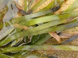 Image result for Zosteraceae