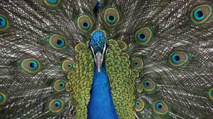 Peacock, any of three species of resplendent birds of the pheasant family. Peacocks As Pets Demand Increases Though They Re Not That Reliable As Companions Nor Protectors Abc News