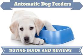 133966499 product rating is 4.6 Best Automatic Dog Feeder Reviews Top Picks For 2020