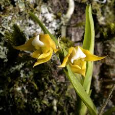 Image result for Polystachya cultriformis