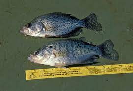 White crappie typically have six dorsal spines, blacks have seven or eight. Mdc Says New Crappie Regulation At Smithville Lake Showing Good Results Missouri Department Of Conservation