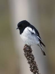 Australian Black Bird With White Wing Tips 
