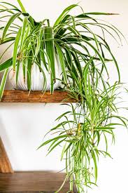 Large or tall plants don't often work in bathrooms for this reason. 15 Best Bathroom Plants Best Plants For Showers And Bathrooms