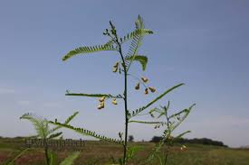 Image result for Sesbania