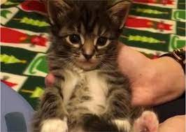 Newborn Kitten Hiccups Newborn Kittens