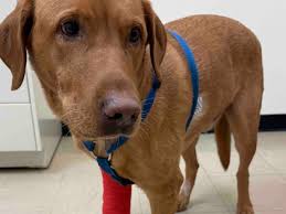 Fundraiser for Stephane Adam by Elodie Jubinville : Donnez pour aider  Whippet