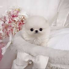 They both love to cuddle. Micro Teacup Pomeranian Breeders