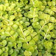 Image result for Lysimachia