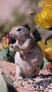 I don't think there are any decent resources out there. The Art Of Paying Attention Round Tailed Ground Squirrels Azpm