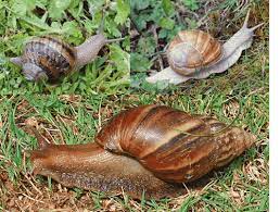 Place the snails in a bucket of clean water and add a little salt and vinegar. Common Garden Snail Escargot Edible Snail And The Giant African Land Snail All Snails That You Can Ea Snails In Garden Giant African Land Snails Food Terms