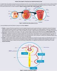En l'absence d'eau extérieure, notre organisme va se tourner vers ses réserves d'eau internes (de la même manière qu'il le fait pour la nourriture). Eau Et Hydratation Bases Physiologiques Chez L Adulte Hydration For Health