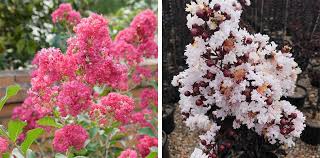Crepe myrtle can be a beautiful addition to any garden. Crepe Myrtle The Perfect Summer Flowering Tree Flower Power
