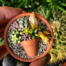 27 gift ideas for anyone struggling with quarantine or social isolation: Succulent Pot In A Pot Charming Ideas Unique Balcony Garden Decoration And Easy Diy Ideas