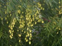 Neem is used as an insecticide in agriculture. How To Make Your Own Neem Oil Pesticide Greener Ideal