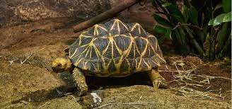 Denn schildkröten zu halten, ist keine reine privatsache. Landschildkroten Urzeitlich Wirkende Tiere An Land Zuhause Halten