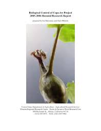 Image result for Euryops subcarnosus