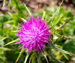 Mariendistel Wirkung Und Anwendung Rezepte Verwendete Pflanzenteile Sammelzeit Und Anwendungsgebiete Mariendistel Distel Heilpflanzen