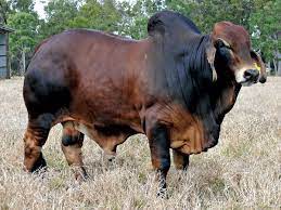 Check spelling or type a new query. Pin On Cattle Breeds And Conformtion