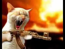 Kizgin Kedi Sesi Youtube