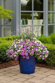 Image result for Jamesbrittenia micrantha