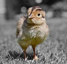 How To Raise Baby Pheasant Chukar Quail Grange Co Op