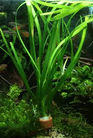 Image result for Vallisneria