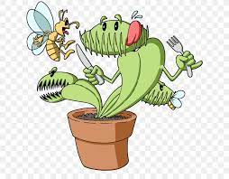 They also need to be watered with distilled water, as the nutrients in tap water build up over time and. Venus Flytrap Carnivorous Plant Pest Control Carnivore Png 640x640px Venus Flytrap Aldrovanda Vesiculosa Cactus Carnivore Carnivorous