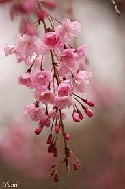 Saku, che sa di essere una persona ordinaria che si confonde tra la massa, sta cercando un ragazzo di nome sakura che l'ha aiutata un giorno in cui si è sentita male. 32 æ¢…èŠ± Ideas In 2021 Alam Semula Jadi