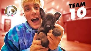 Logan Paul Dog Breed Jake Paul Puppy Store