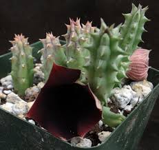 Image result for Huernia kirkii
