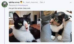 Most 18 Cat Coughing Meme Funny Cat Memes Cat Memes Funny Cats