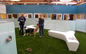 How To Start An Indoor Dog Park Top Dog Tips Indoor Dog Park Dog Playground Indoor Dog