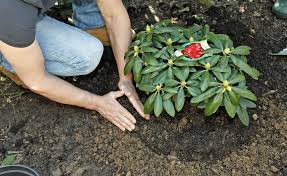Ab mitte märz werden außerdem frühkartoffeln vorgekeimt: Pin Auf Gartentipps