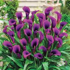 Flower Power Calla Lily Michigan Bulb Company Bulb Flowers Calla Lily Bulbs Lily Bulbs