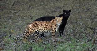 The jaguar's present range extends from southwestern united states and mexico in north america, across much. Rare Black Panther Shadows His Leopard Mate In Incredible Shot By Photographer Mithun H Colossal