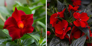 @book{bhl120683, title = {annual flowers for canadian gardens }, copyright = {not provided. Celebrate Canada Day With These Red And White Annuals Eising Garden Centre