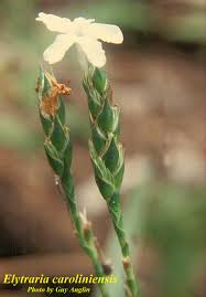 Image result for Elytraria