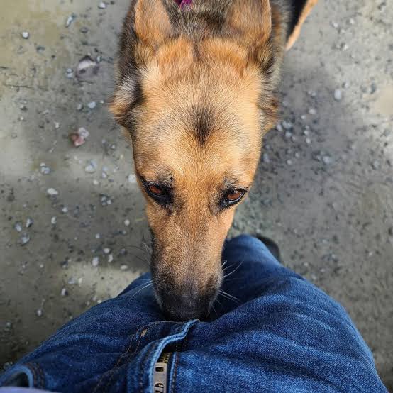 Why Do Dogs Sniff Your Crotch—and How Do You Get Them to Stop?