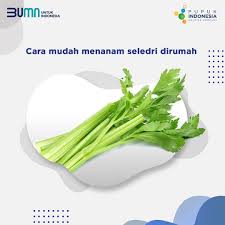 Untuk mempercepat pertumbuhan bibit, bisa juga menyemprotkan pupuk daun dan menambah pupuk npk sebanyak 10 gram/10 liter air pada hari ke 20 hingga 25. Sahabat Seledri Adalah Salah Satu Pt Pupuk Indonesia Facebook