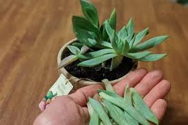 Houseplant leaves turn yellow for a number of reasons but with proper attention and care the plant can often be saved. 7 Causes For Leaves Falling Off Succulents And How To Prevent Them Succulent Alley