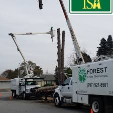 Santa rosa, ca | northwest santa rosa. Tree Services Santa Rosa Ca Give Us A Call Today