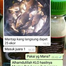 We did not find results for: Resep Umpan Ikan Mas Juara Lomba Pin On Barracuda 4news