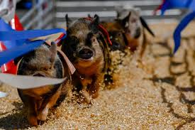 What to do this weekend, including the Maryland State Fair and Baltimore KittyCon